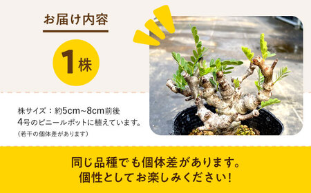 センナ メリディオナリス 1株 Senna meridionalis 長与町/アグリューム[EAI234]