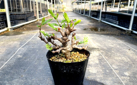 センナ メリディオナリス 1株 Senna meridionalis 長与町/アグリューム[EAI234]