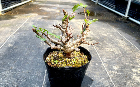 センナ メリディオナリス 1株 Senna meridionalis 長与町/アグリューム[EAI234]