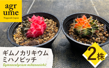 ギムノカリキウム ミハノビッチ 2株 Gymnocalycium mihanovichii 長与町/アグリューム[EAI277]
