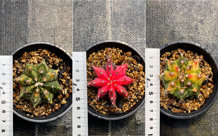 ギムノカリキウム ミハノビッチ 2株 Gymnocalycium mihanovichii 長与町/アグリューム[EAI277]