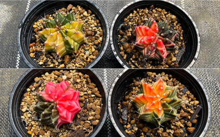 ギムノカリキウム ミハノビッチ 2株 Gymnocalycium mihanovichii 長与町/アグリューム[EAI277]