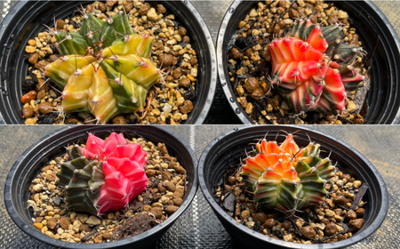 ギムノカリキウム ミハノビッチ 2株 Gymnocalycium mihanovichii 長与町/アグリューム[EAI277]