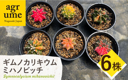 ギムノカリキウム ミハノビッチ 6株 Gymnocalycium mihanovichii 長与町/アグリューム[EAI279]