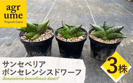 サンセベリア ボンセレンシスドワーフ 3株 sansevieria boncellensis dwarf 長与町/アグリューム[EAI235]