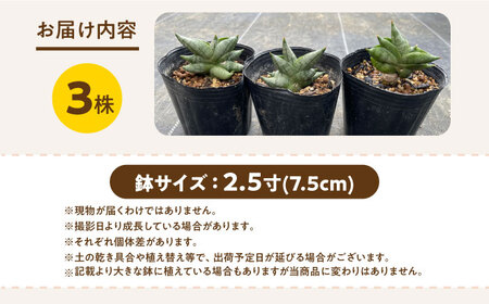 サンセベリア ボンセレンシスドワーフ 3株 sansevieria boncellensis dwarf 長与町/アグリューム[EAI235]