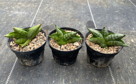 サンセベリア ボンセレンシスドワーフ 3株 sansevieria boncellensis dwarf 長与町/アグリューム[EAI235]
