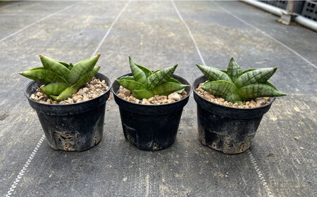 サンセベリア ボンセレンシスドワーフ 3株 sansevieria boncellensis dwarf 長与町/アグリューム[EAI235]
