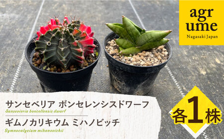 ギムノカリキウム ミハノビッチ ＆ サンセベリア ボンセレンシスドワーフ 各1株 Gymnocalycium mihanovichii&nbsp;＆sansevieria boncellensis dwarf&nbsp;長与町/アグリューム[EAI238]