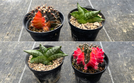 ギムノカリキウム ミハノビッチ ＆ サンセベリア ボンセレンシスドワーフ 各1株 Gymnocalycium mihanovichii&nbsp;＆sansevieria boncellensis dwarf&nbsp;長与町/アグリューム[EAI238]