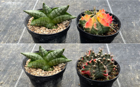 ギムノカリキウム ミハノビッチ ＆ サンセベリア ボンセレンシスドワーフ 各1株 Gymnocalycium mihanovichii&nbsp;＆sansevieria boncellensis dwarf&nbsp;長与町/アグリューム[EAI238]