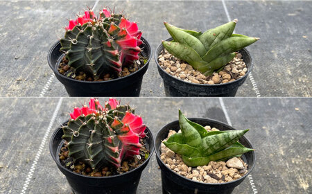ギムノカリキウム ミハノビッチ ＆ サンセベリア ボンセレンシスドワーフ 各1株 Gymnocalycium mihanovichii&nbsp;＆sansevieria boncellensis dwarf&nbsp;長与町/アグリューム[EAI238]