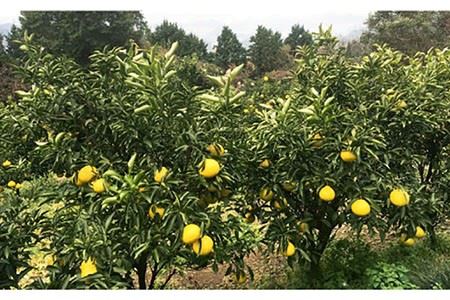 【糖度15-18度】無添加「はるか」果汁100％ストレートジュース（720ml×2本） 長与町/井上柑橘園 [EAA001]  ジュース みかんジュース 飲料 ストレートジュース 100％ジュース 無添加