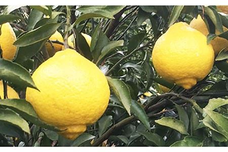 【糖度15-18度】無添加「はるか」果汁100％ストレートジュース（720ml×2本） 長与町/井上柑橘園 [EAA001]  ジュース みかんジュース 飲料 ストレートジュース 100％ジュース 無添加