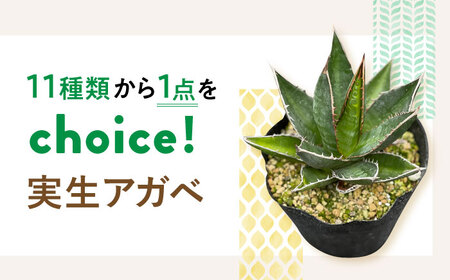 アガベ 9点 まとめて - 植物/観葉植物