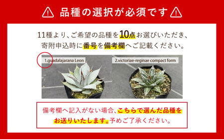 限定セット 16種類の中から選べる 実生アガベ10点 アガベ 植物 観葉植物 多肉植物 インテリア 緑 雑貨 グリーン 暮らし 園芸 ガーデニング アグリューム Eai068 長崎県長与町 ふるさと納税サイト ふるなび