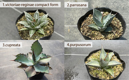 アガベ アソート四点セット インテリア小物 植物/観葉植物 インテリア