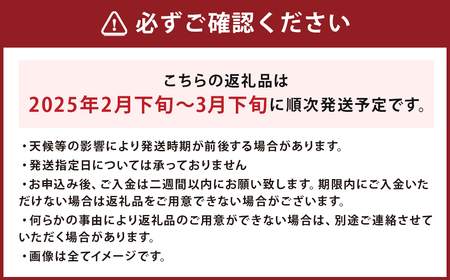 春の柑橘 不知火 約3kg 秀品 【2025年2月下旬発送～3月下旬迄発送予定】