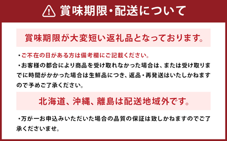 長崎 高級ハウスびわ 500g 化粧箱入り 枇杷【初夏の風物詩】【2025年4月上旬～4月下旬迄発送予定】 びわ 枇杷 果物 フルーツ 贈り物 ギフト