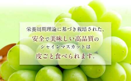 【2024年8月下旬より順次発送開始】長崎県産 シャインマスカット 約1.5kg ぶどう フルーツ