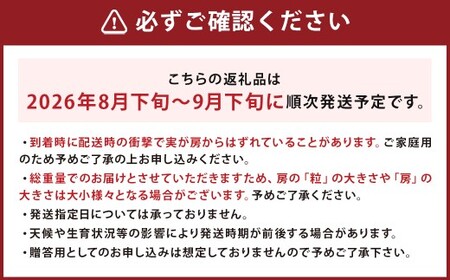 訳あり ご家庭用 シャインマスカット 3パック 約1kg【2026年8月下旬～9月下旬迄発送予定】ぶどう 葡萄 ブドウ 果物 フルーツ