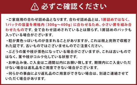訳あり ご家庭用 シャインマスカット 3パック 約1kg【2026年8月下旬～9月下旬迄発送予定】ぶどう 葡萄 ブドウ 果物 フルーツ