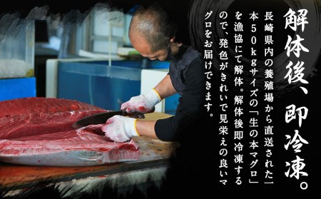 【定期便3回】長崎県産 本マグロ（養殖）大トロ 皮付き 約600g 生食用