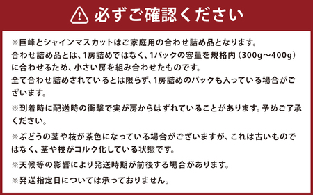 【定期便 4回コース】時津の果物定期便 みかんとぶどうの町から贈る 特産品の定期便 定期便 4回 果物 くだもの フルーツ シャインマスカット 巨峰 みかん 不知火【2024年12月上旬から発送開始】