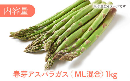 【2025年2月中旬より順次発送】朝どれ 春芽アスパラガス 1kg（ML混合）あすぱら アスパラ あすぱらがす 春 アスパラガス 春あすぱら 春アスパラ 東彼杵町/前平農園 [BCG008]