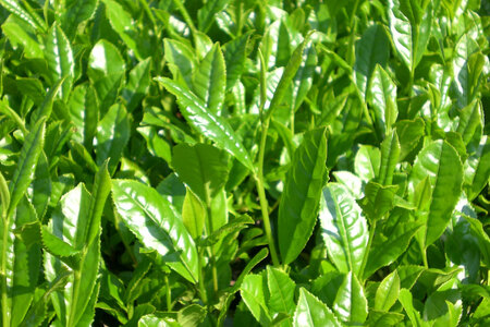 そのぎ茶 緑茶 そのぎ茶 特上 100g 3袋 計300g [岡田商会 長崎県 東彼杵町 hs42bag210003]