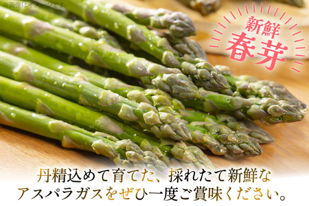 アスパラ アスパラガス 春芽アスパラガス 3kg L サイズ以上 [はゆっちFARM 長崎県 東彼杵町 hs42bag360017]