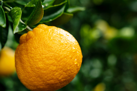 【期間限定発送】【先行予約50個限定】 みかん 山田さんちのハウス不知火(しらぬい) 約3kg [長崎県 東彼杵町 hs42bag330000]