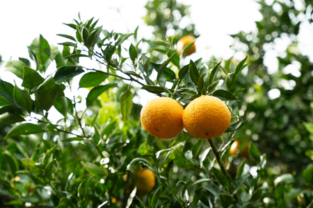 【期間限定発送】【先行予約100個限定】 みかん 山田さんちのハウス不知火(しらぬい) 約5kg [長崎県 東彼杵町 hs42bag330002]