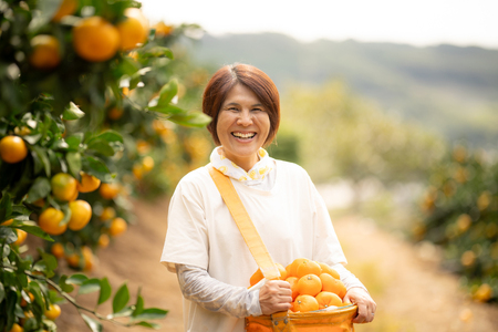 【期間限定発送】 【先行予約100個限定】みかん 温州みかん 10kg [長崎県 東彼杵町 hs42bag330003]