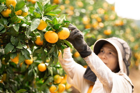 【期間限定発送】 【先行予約100個限定】みかん 温州みかん 10kg [長崎県 東彼杵町 hs42bag330003]