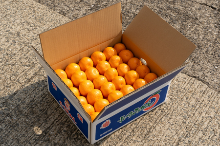 【期間限定発送】 【先行予約100個限定】みかん 温州みかん 10kg [長崎県 東彼杵町 hs42bag330003]