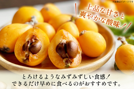 長崎 びわ 長崎県産 ハウスびわ 500g 化粧箱入 つめあわせ 【2026年3月順次発送】[JAながさき県央グリーン東彼 長崎県 東彼杵町 hs42bag450001] 