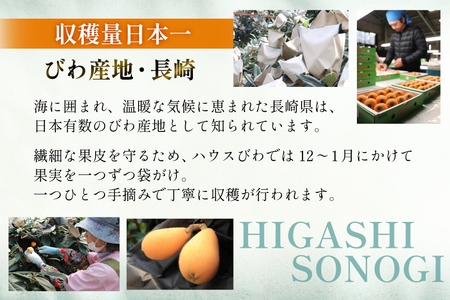 長崎 びわ 長崎県産 ハウスびわ 1kg 化粧箱入 つめあわせ 【2026年3月順次発送】[JAながさき県央グリーン東彼 長崎県 東彼杵町 hs42bag450000] 