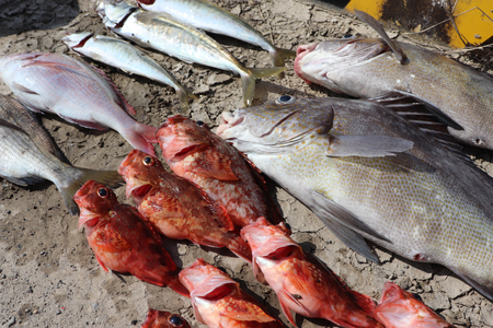釣り船 大村湾 フィッシング チケット 1枚 4名様まで [東彼杵町観光協会 長崎県 東彼杵町 hs42bag720001]