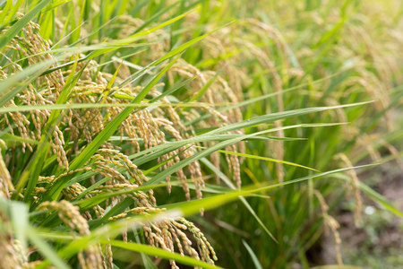 米 お米 5kg 棚田米 限定50個 [東彼杵町観光協会 長崎県 東彼杵町 hs42bag720002]