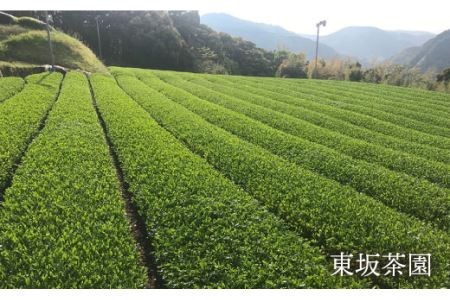 そのぎ茶 「郷山の茶」80g×3袋入り 茶 ちゃ お茶 おちゃ 緑茶 りょくちゃ 日本茶 茶葉 東彼杵町/東坂茶園 [BAN001] 