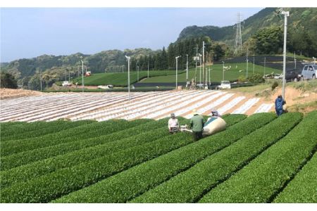 そのぎ茶 「郷山の茶」80g×3袋入り 茶 ちゃ お茶 おちゃ 緑茶 りょくちゃ 日本茶 茶葉 東彼杵町/東坂茶園 [BAN001] 