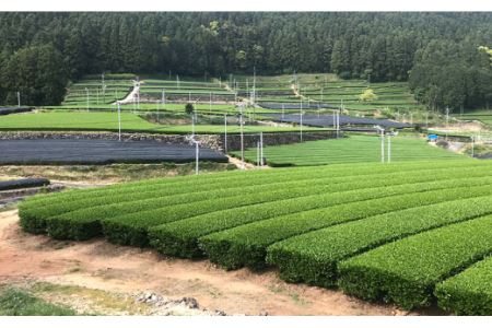 そのぎ茶 「郷山の茶」80g×3袋入り 茶 ちゃ お茶 おちゃ 緑茶 りょくちゃ 日本茶 茶葉 東彼杵町/東坂茶園 [BAN001] 