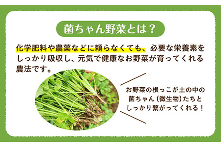 【旬の野菜を詰合せ】微生物が育てる 菌ちゃん野菜セット 野菜セット 野菜 やさい  [BCV001]