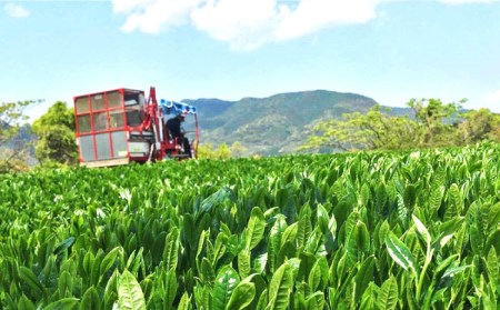 【令和4年度全国茶品評農林水産大臣賞受賞】玉緑抹茶 ティーバック【おのうえ茶園】/そのぎ茶 緑茶 抹茶 [BBD003] 日本茶 茶 緑茶 そのぎ茶 茶葉 贈答 贈り物