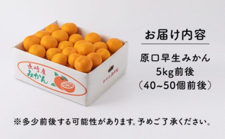 【先行予約】原口 早生みかん  長崎県産 約5kg / 柑橘 早生ミカン 蜜柑 長崎県産みかん 原口みかん 秋蜜柑 ミカン 柑橘 早生ミカン 蜜柑 長崎県産みかん 原口みかん 秋蜜柑 ミカン 柑橘 早生ミカン 蜜柑 長崎県産みかん 原口みかん 秋蜜柑 ミカン 柑橘 早生ミカン 蜜柑 長崎県産みかん 原口みかん 秋蜜柑 ミカン 柑橘 早生ミカン 蜜柑 長崎県産みかん 原口みかん 秋蜜柑 ミカン 柑橘 早生ミカン 蜜柑 長崎県産みかん 原口みかん 秋蜜柑 ミカン 柑橘 早生ミカン 蜜柑 長崎県産みかん 原口みかん 秋蜜柑 ミカン 柑橘 早生ミカン 蜜柑 長崎県産みかん 原口みかん 秋蜜柑 ミカン 柑橘 早生ミカン 蜜柑 長崎県産みかん 原口みかん 秋蜜柑 ミカン 柑橘 早生ミカン 蜜柑 長崎県産みかん 原口みかん 秋蜜柑 ミカン【田崎FARM】[OCU003]