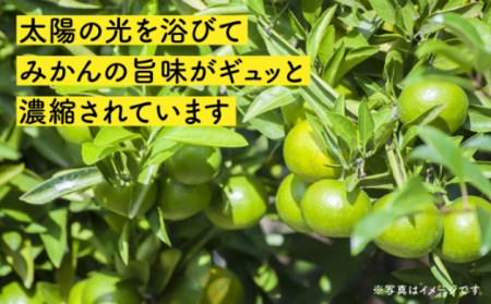 【先行予約・やわらかな酸味が特徴】極早生 みかん 5kg / 薄皮みかん 極早生みかん 早生みかん 柑橘 かんきつ 長崎県産ミカン 蜜柑 さっぱり柑橘 薄皮みかん 極早生みかん 早生みかん 柑橘 かんきつ 長崎県産ミカン 蜜柑 さっぱり柑橘 薄皮みかん 極早生みかん 早生みかん 柑橘 かんきつ 長崎県産ミカン 蜜柑 さっぱり柑橘 薄皮みかん 極早生みかん 早生みかん 柑橘 かんきつ 長崎県産ミカン 蜜柑 さっぱり柑橘 薄皮みかん 極早生みかん 早生みかん 柑橘 かんきつ 長崎県産ミカン 蜜柑 さっぱり柑橘薄皮みかん 極早生みかん 早生みかん 柑橘 かんきつ 長崎県産ミカン 蜜柑 さっぱり柑橘薄皮みかん 極早生みかん 早生みかん 柑橘 かんきつ 長崎県産ミカン 蜜柑 さっぱり柑橘 薄皮みかん 極早生みかん 早生みかん 柑橘 かんきつ 長崎県産ミカン 蜜柑 さっぱり柑橘 薄皮みかん 極早生みかん 早生みかん 柑橘 かんきつ 長崎県産ミカン 蜜柑 さっぱり柑橘薄皮みかん 極早生みかん 早生みかん 柑橘 かんきつ 長崎県産ミカン 蜜柑 さっぱり柑橘薄皮みかん 極早生みかん 早生みかん 柑橘 かんきつ 長崎県産ミカン 蜜柑 さっぱり柑橘 薄皮みかん 極早生みかん 早生みかん 柑橘 かんきつ 長崎県産ミカン 蜜柑 さっぱり柑橘 薄皮みかん 極早生みかん 早生みかん 柑橘 かんきつ 長崎県産ミカン 蜜柑 さっぱり柑橘薄皮みかん 極早生みかん 早生みかん 柑橘 かんきつ 長崎県産ミカン 蜜柑 さっぱり柑橘薄皮みかん 極早生みかん 早生みかん 柑橘 かんきつ 長崎県産ミカン 蜜柑 さっぱり柑橘 薄皮みかん 極早生みかん 早生みかん 柑橘 かんきつ 長崎県産ミカン 蜜柑 さっぱり柑橘 薄皮みかん 極早生みかん 早生みかん 柑橘 かんきつ 長崎県産ミカン 蜜柑 さっぱり柑橘薄皮みかん 極早生みかん 早生みかん 柑橘 かんきつ 長崎県産ミカン 蜜柑 さっぱり柑橘薄皮みかん 極早生みかん 早生みかん 柑橘 かんきつ 長崎県産ミカン 蜜柑 さっぱり柑橘 薄皮みかん 極早生みかん 早生みかん 柑橘 かんきつ 長崎県産ミカン 蜜柑 さっぱり柑橘 薄皮みかん 極早生みかん 早生みかん 柑橘 かんきつ 長崎県産ミカン 蜜柑 さっぱり柑橘 【瀧口ファーム】[OCW001]