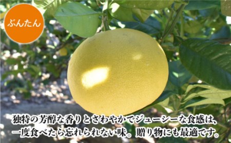 【数量限定】長崎ざぼん&ぶんたん セット 約8kg 【長崎ぶんたんの会 】 [OAF008] / ミカン 柑橘 果物  フルーツ かんきつ ザボン ブンタン 朱欒 文旦 食べ比べ 柑橘類 セット 詰め合わせ みかん 蜜柑