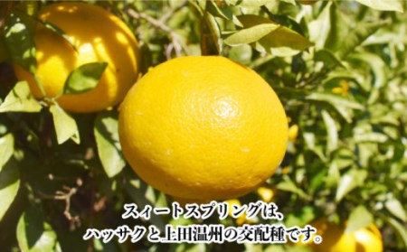 【数量限定】スィートスプリング 約9kg[OAF007] ミカン