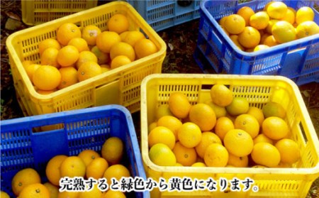 【数量限定】スィートスプリング 約9kg[OAF007] ミカン